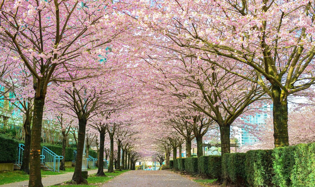 The Vancouver Cherry Blossom Festival Returns This Spring STRUB